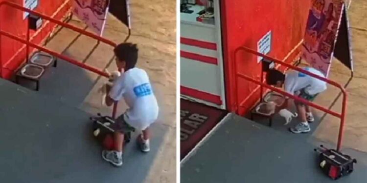 Un petit garçon trouve un chiot et le transporte en lieu sûr dans son sac à dos 1 Un petit garçon trouve un chiot et le transporte en lieu sûr dans son sac à dos