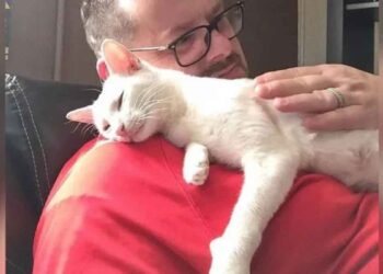 Une chatte emmène ses chatons chez l'homme qui l'a aidée et lui a donné à manger et ne l'a jamais quitté