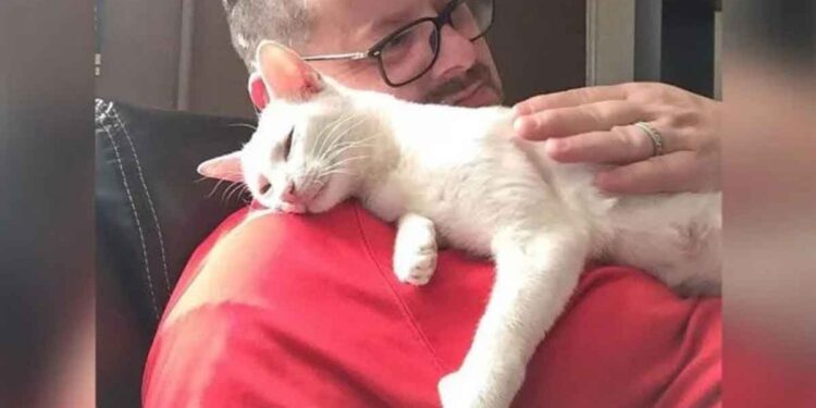 Une chatte emmène ses chatons chez l'homme qui l'a aidée et lui a donné à manger et ne l'a jamais quitté 1 Une chatte emmène ses chatons chez l'homme qui l'a aidée et lui a donné à manger et ne l'a jamais quitté