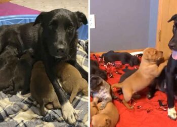 Une chienne sauvée adopte des chiots orphelins après avoir perdu sa propre portée