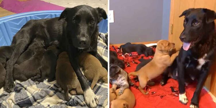 Une chienne sauvée adopte des chiots orphelins après avoir perdu sa propre portée