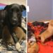 Une chienne sauvée adopte des chiots orphelins après avoir perdu sa propre portée 4 Une chienne sauvée adopte des chiots orphelins après avoir perdu sa propre portée