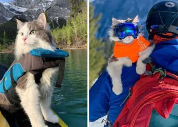 chat aime ramer ski épaules propriétaire