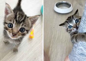 chaton tigré insiste centre attention rétabli