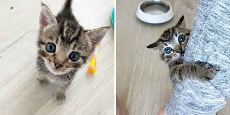 Un chaton tigré insiste pour être le centre d'attention après s'être rétabli 1 chaton tigré insiste centre attention rétabli