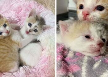 chatons abandonnés parking couple change vie