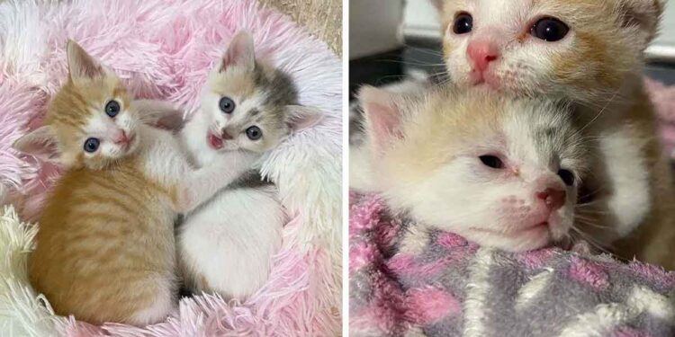 Des chatons ont été abandonnés sur un parking et un couple sympathique change leur vie 1 chatons abandonnés parking couple change vie
