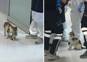chatte emmène son chaton malade hôpital