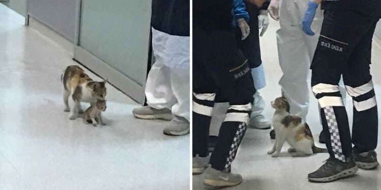 chatte emmène son chaton malade hôpital