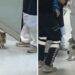 Une chatte emmène son chaton malade à l'hôpital et les médecins se précipitent pour l'aider 4 chatte emmène son chaton malade hôpital