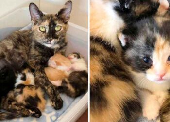 chatte gestante protégée froid endroit mettre bas