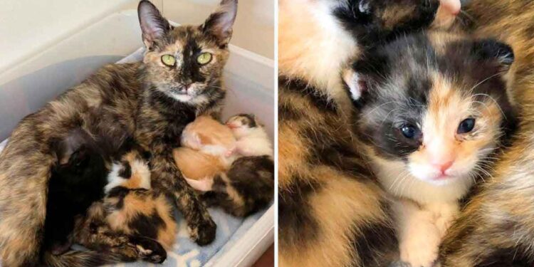 chatte gestante protégée froid endroit mettre bas