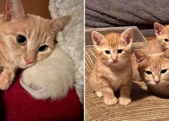 chatte sans-abri enceinte amour chatons