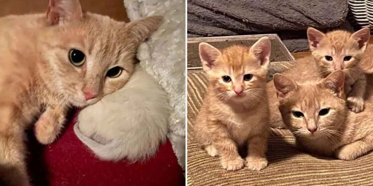 chatte sans-abri enceinte amour chatons