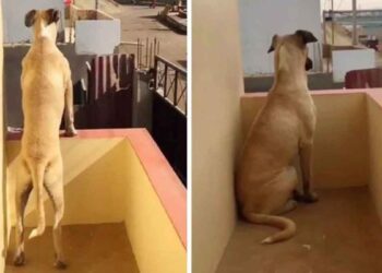 chien souffrant anxiété séparation attend patiemment son propriétaire