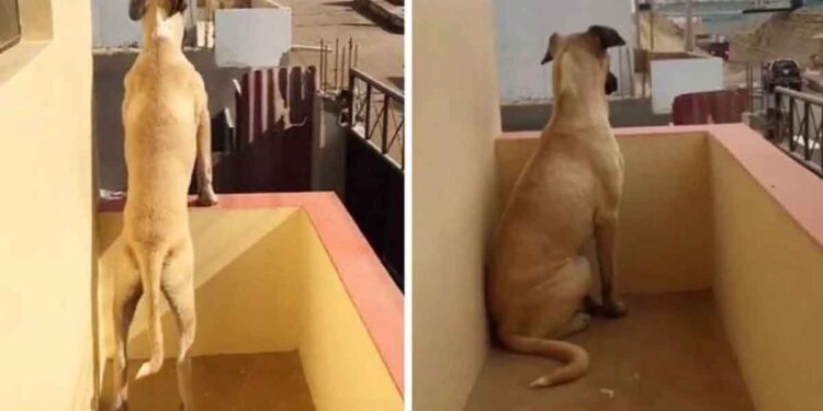 chien souffrant anxiété séparation attend patiemment son propriétaire