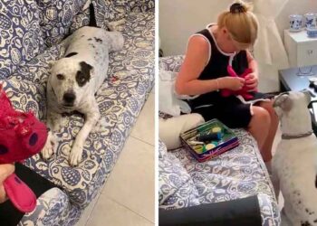 chienne refuse séparer jouet pendant que sa propriétaire effectue une chirurgie urgence