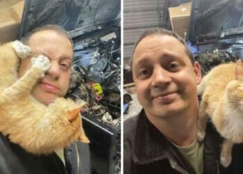 homme trouve un chat sympathique dans son garage en réparant sa voiture