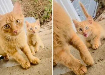 maman chat apporte chatons famille confiance