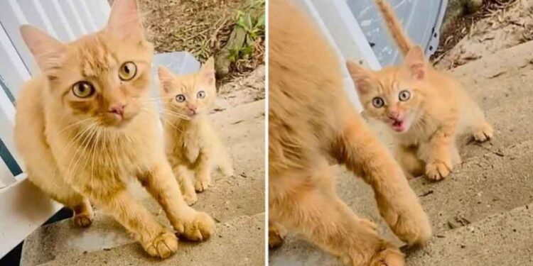 Une maman chat apporte son chaton à la famille en qui elle a confiance et revient le lendemain avec un autre 1 maman chat apporte chatons famille confiance