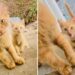 Une maman chat apporte son chaton à la famille en qui elle a confiance et revient le lendemain avec un autre 6 maman chat apporte chatons famille confiance