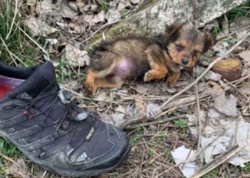 petit chien utilisé chaussure s abriter