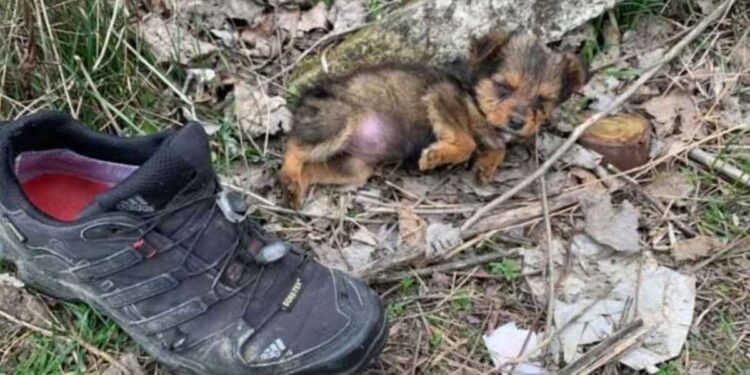 petit chien utilisé chaussure s abriter