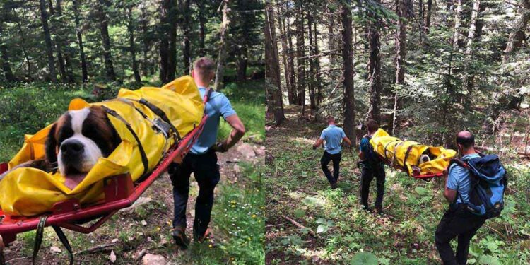 Agents PGHM secourir Saint-Bernard chute 10 mètres