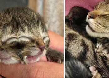 Biscuits chaton né avec deux visages