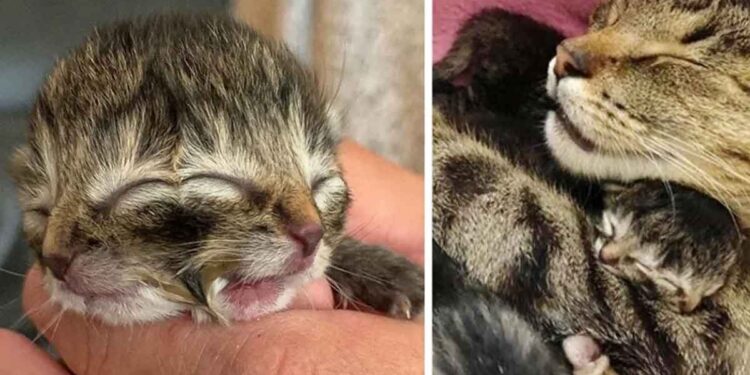 Biscuits chaton né avec deux visages