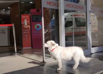 Boncuk chienne fidèle hôpital attendant propriétaire malade