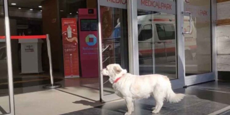 Boncuk chienne fidèle hôpital attendant propriétaire malade