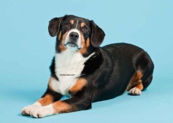 Bouvier de l'Entlebuch 19 Bouvier de l’Entlebuch