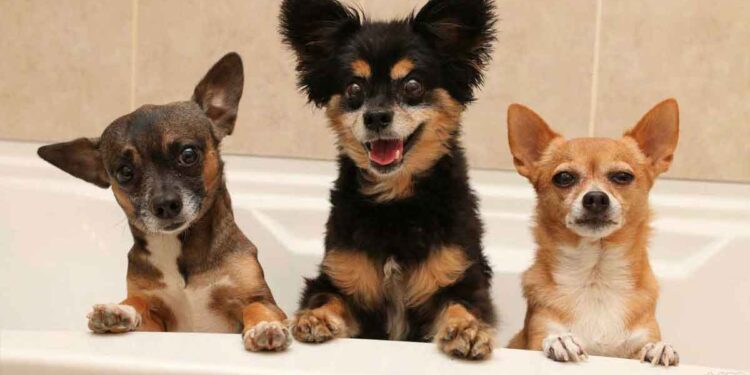 Caractéristiques comportementales des races de petits chiens 1 Caractéristiques comportementales des races de petits chiens