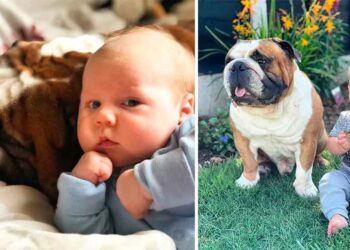 Ce Bulldog anglais devient le meilleur ami de son petit frère humain