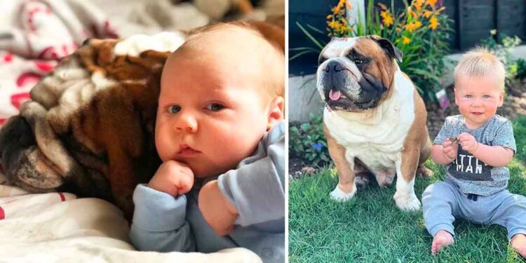 Ce Bulldog anglais devient le meilleur ami de son petit frère humain