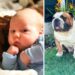 Ce Bulldog anglais devient le meilleur ami de son petit frère humain