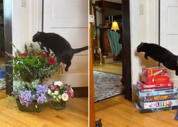 Ce chat saute à chaque fois endroit exact maison