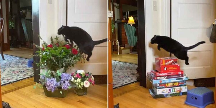 Ce chat saute en l'air chaque fois qu'il passe exactement au même endroit dans la maison 1 Ce chat saute à chaque fois endroit exact maison