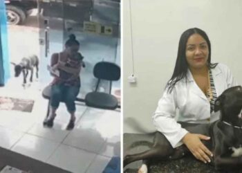 Ce chien errant arrive seul à la clinique vétérinaire pour demander de l'aide