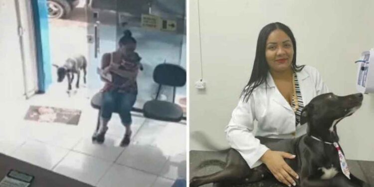 Ce chien errant arrive seul à la clinique vétérinaire pour demander de l'aide 1 Ce chien errant arrive seul à la clinique vétérinaire pour demander de l'aide