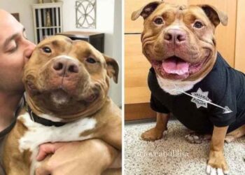 Ce chien n a pas arrêté de sourire depuis qu il a été adopté dans un refuge