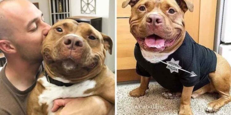 Ce chien n'a pas arrêté de sourire depuis qu'il a été adopté dans un refuge 1 Ce chien n a pas arrêté de sourire depuis qu il a été adopté dans un refuge