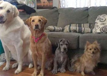Ce chiot dogue allemand surpasse de façon hilarante tous ses frères et sœurs en un an