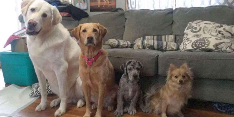 Ce chiot dogue allemand surpasse de façon hilarante tous ses frères et sœurs en un an