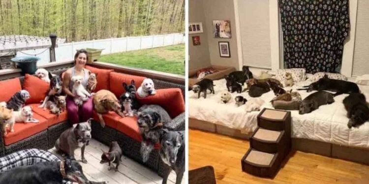 Ce couple a dépensé une fortune pour sauver des chiens vieux et handicapés de l’euthanasie