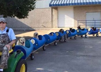 Ce retraité a construit un train pour chiens et les emmène dans de petites aventures