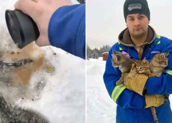 Cet homme a utilisé son café chaud pour sauver 3 chatons bloqués dans la neige [VIDEO]