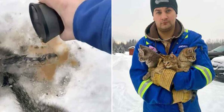 Cet homme a utilisé son café chaud pour sauver 3 chatons bloqués dans la neige [VIDEO]