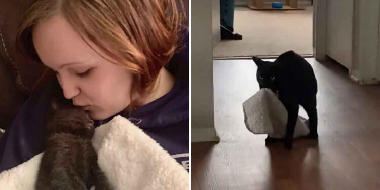 Cette chatte insiste pour emmener sa couverture partout avec elle